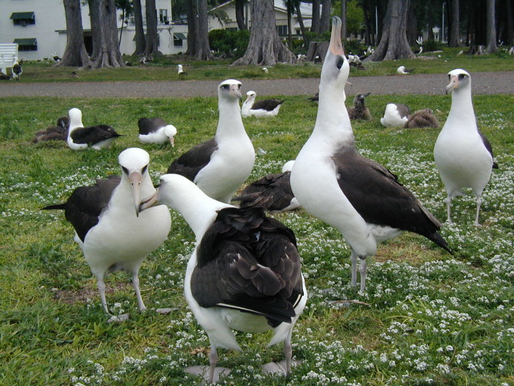 midway-goonies-mating-dance.JPG