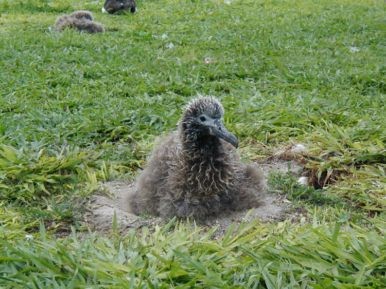 midway-goony-chick-1.JPG