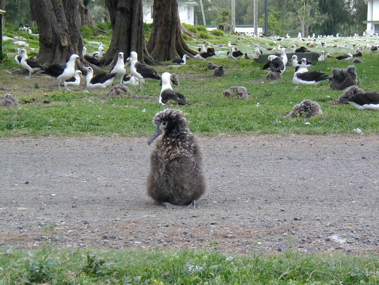 midway-goony-chick-2.JPG
