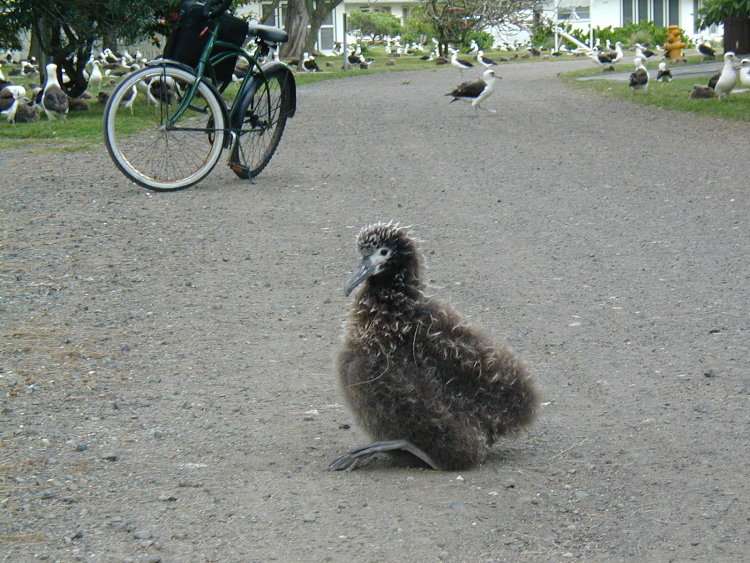 midway-goony-chick-3.JPG