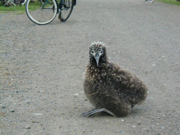 midway-goony-chick-4.JPG