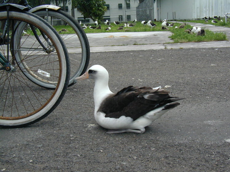 midway-goony-eating-tire.JPG
