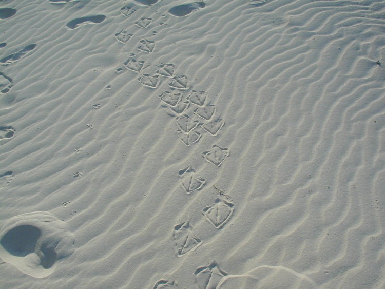 midway-goonyprints.JPG