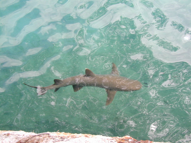 midway-shark.JPG