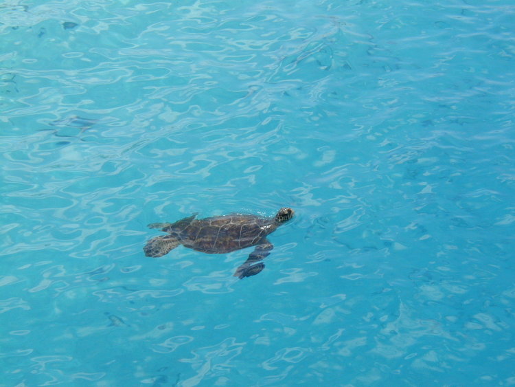 midway-turtle-1.JPG