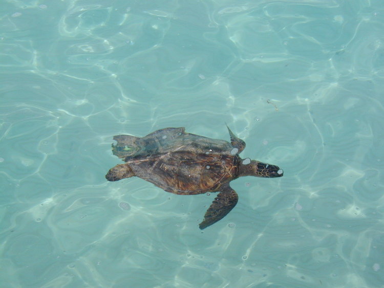 midway-turtle-2.JPG