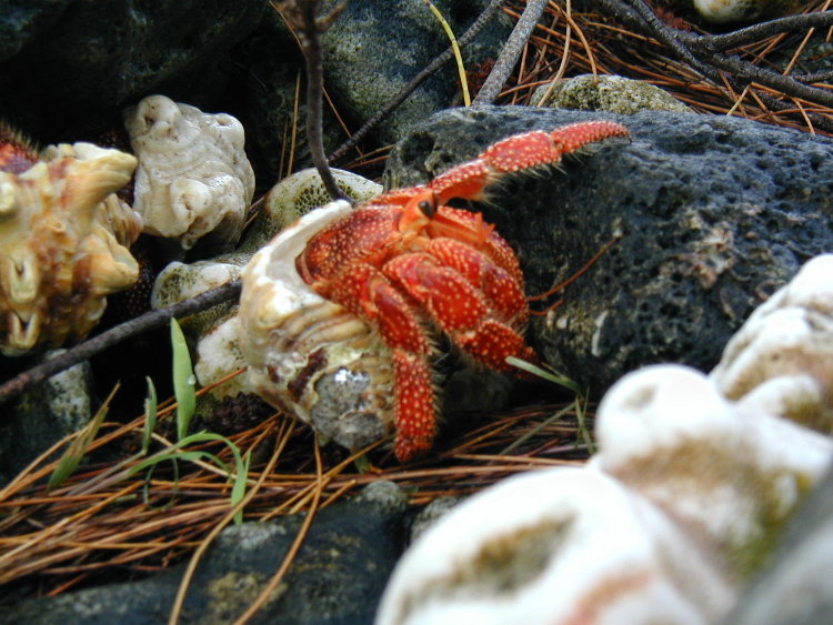 wake-crab.JPG