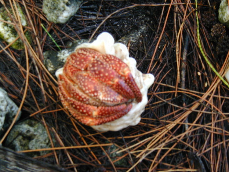 wake-shy-crab.JPG